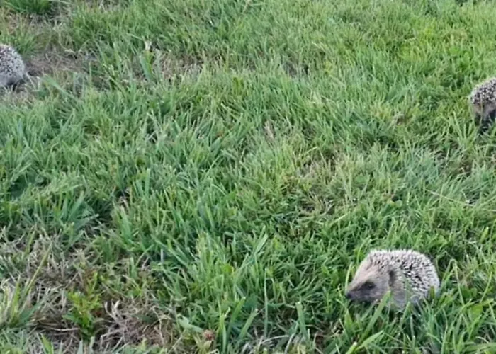Tente Confortable Pour 4 Personnes אוהל מפואר