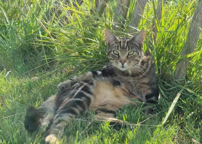 אוהל מפואר Tente Confortable Pour 4 Personnes